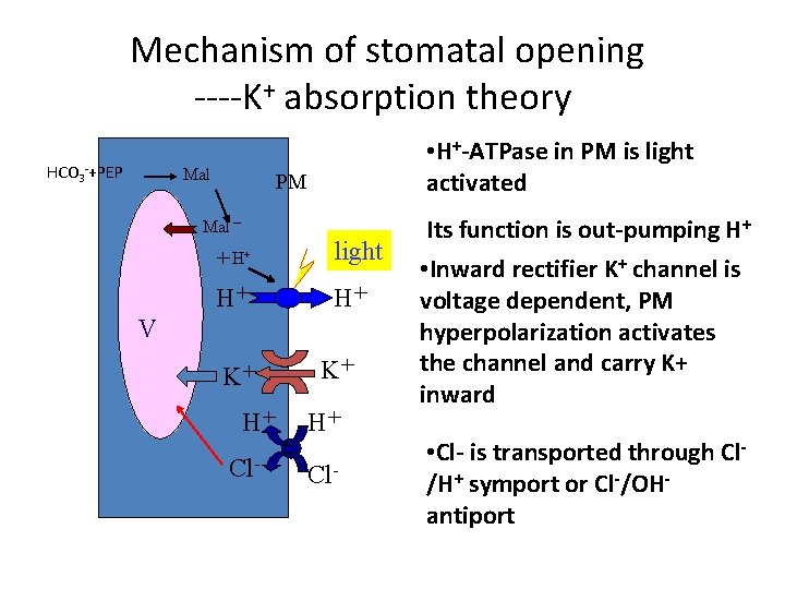  Mechanism of stomatal opening ----K+ absorption theory HCO 3 -+PEP Mal • H+-ATPase