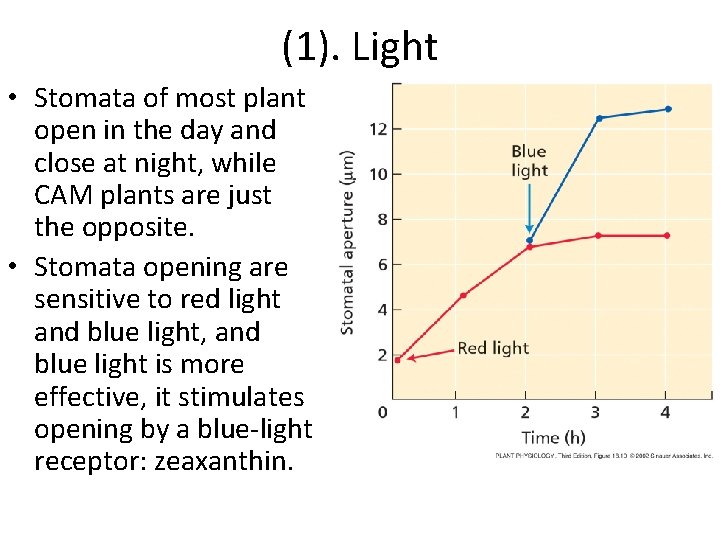 (1). Light • Stomata of most plant open in the day and close at