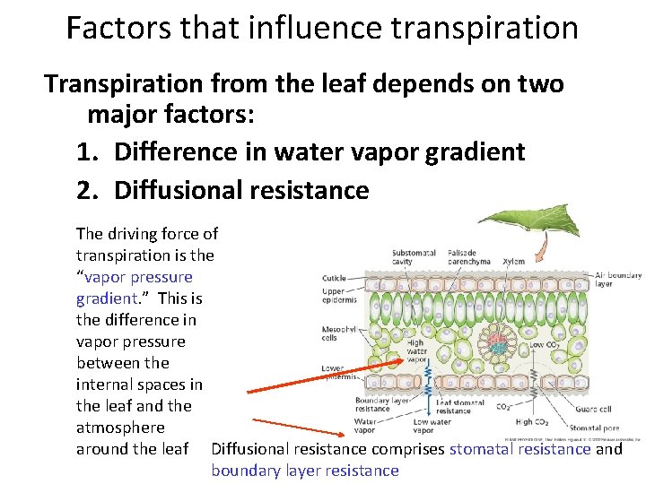 Factors that influence transpiration Transpiration from the leaf depends on two major factors: 1.