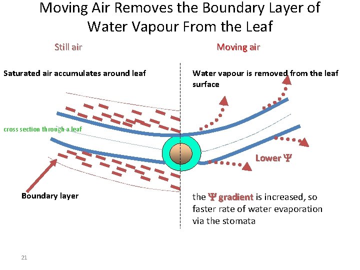 Moving Air Removes the Boundary Layer of Water Vapour From the Leaf Still air