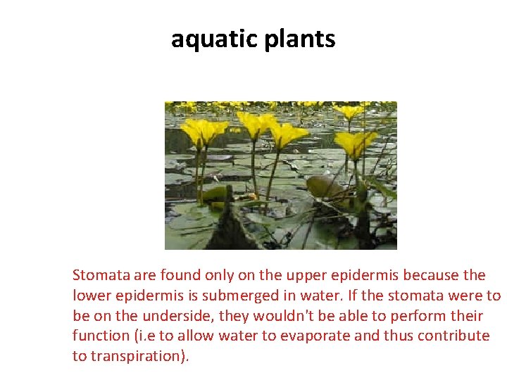 aquatic plants Fringed Water-lily Stomata are found only on the upper epidermis because the