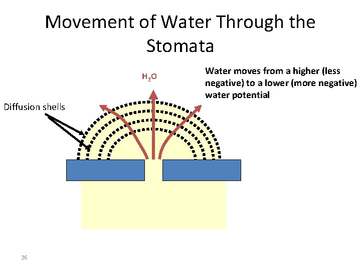 Movement of Water Through the Stomata H 2 O Diffusion shells 26 Water moves