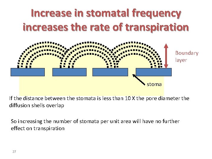 Increase in stomatal frequency increases the rate of transpiration Boundary layer stoma If the