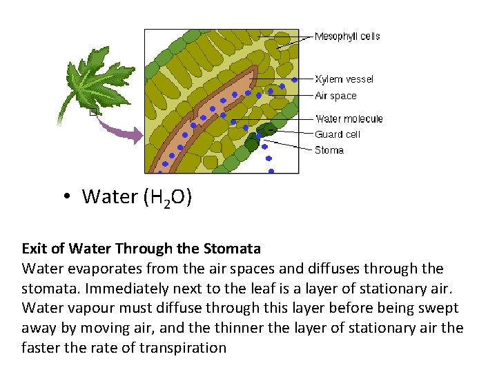  • Water (H 2 O) Exit of Water Through the Stomata Water evaporates