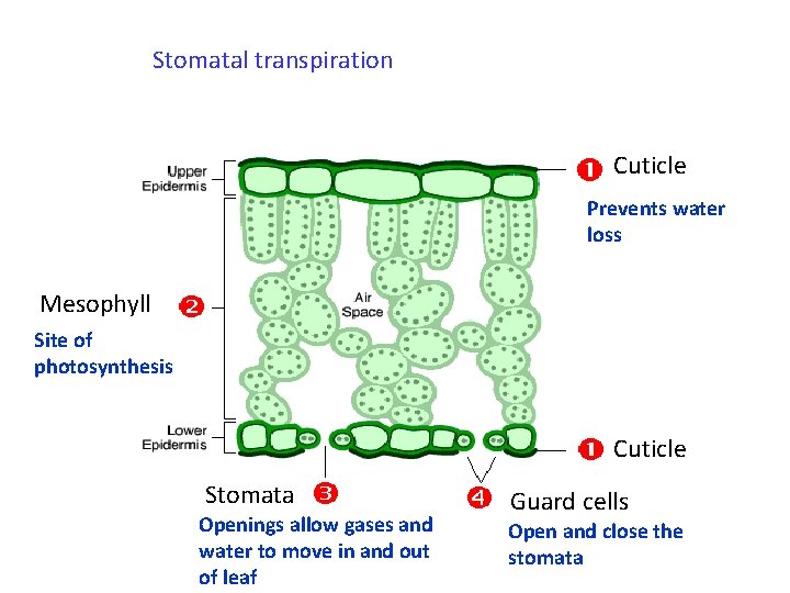 Stomatal transpiration Cuticle Prevents water loss Mesophyll Site of photosynthesis Cuticle Stomata Openings allow