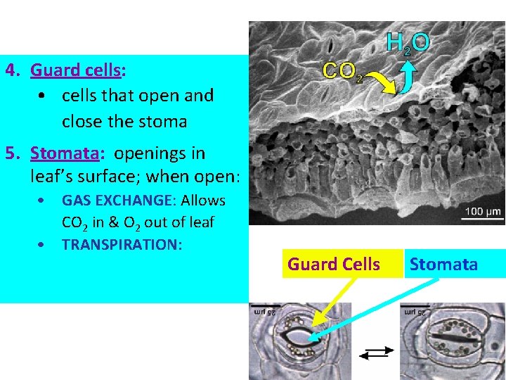 4. Guard cells: • cells that open and close the stoma 5. Stomata: openings