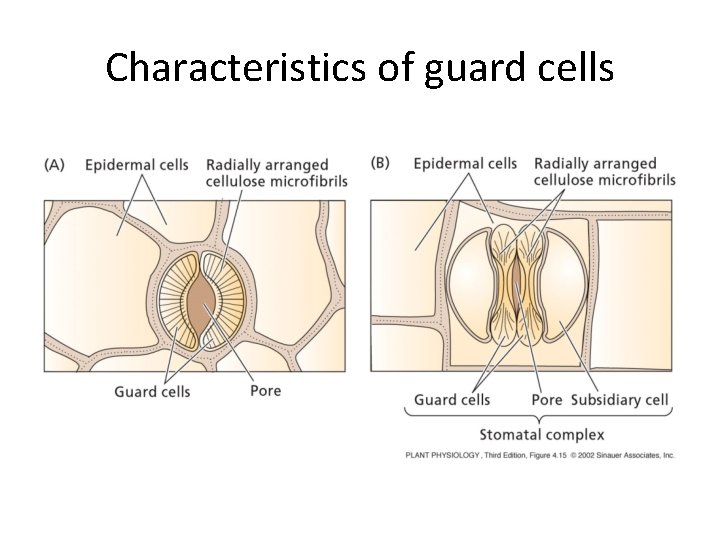 Characteristics of guard cells 