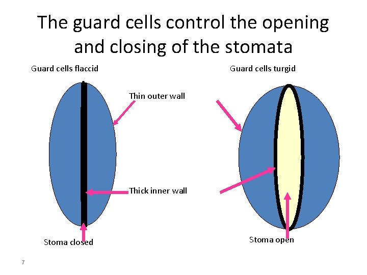 The guard cells control the opening and closing of the stomata Guard cells flaccid