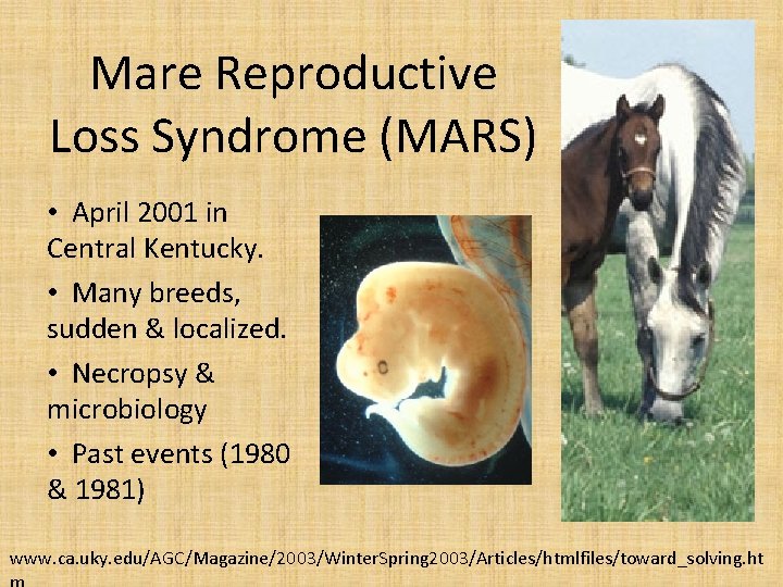 Mare Reproductive Loss Syndrome (MARS) • April 2001 in Central Kentucky. • Many breeds,