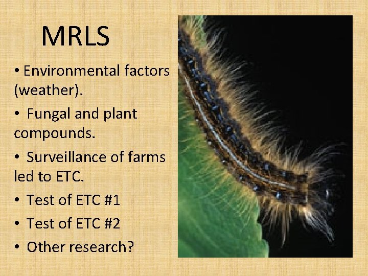 MRLS • Environmental factors (weather). • Fungal and plant compounds. • Surveillance of farms