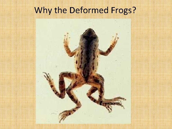 Why the Deformed Frogs? 