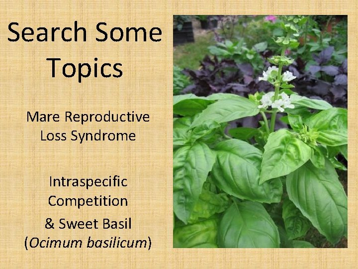 Search Some Topics Mare Reproductive Loss Syndrome Intraspecific Competition & Sweet Basil (Ocimum basilicum)