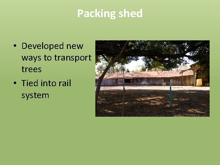 Packing shed • Developed new ways to transport trees • Tied into rail system