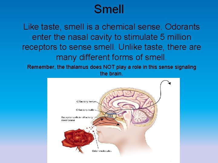 Smell Like taste, smell is a chemical sense. Odorants enter the nasal cavity to