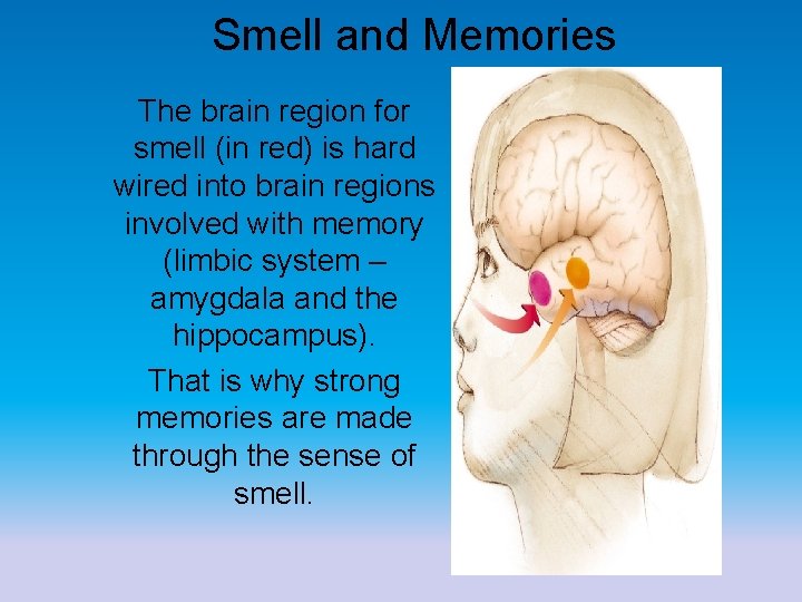 Smell and Memories The brain region for smell (in red) is hard wired into