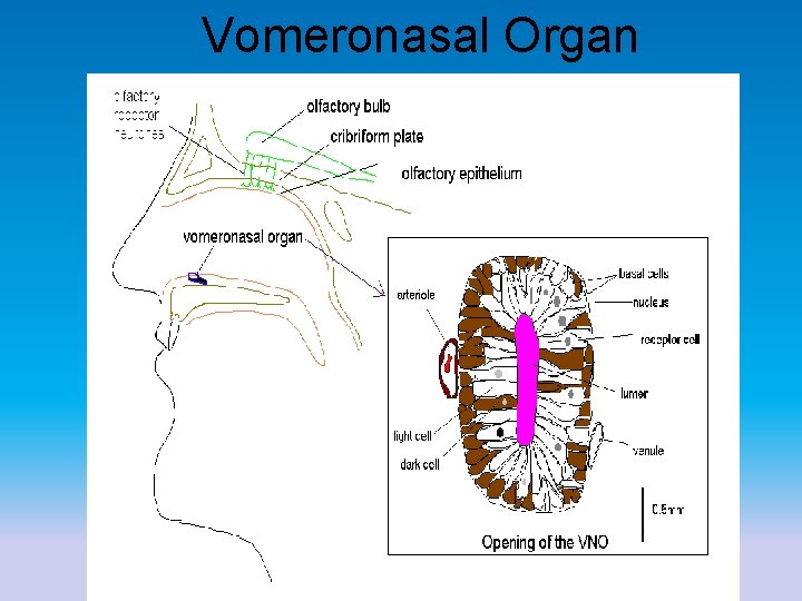 Vomeronasal Organ 