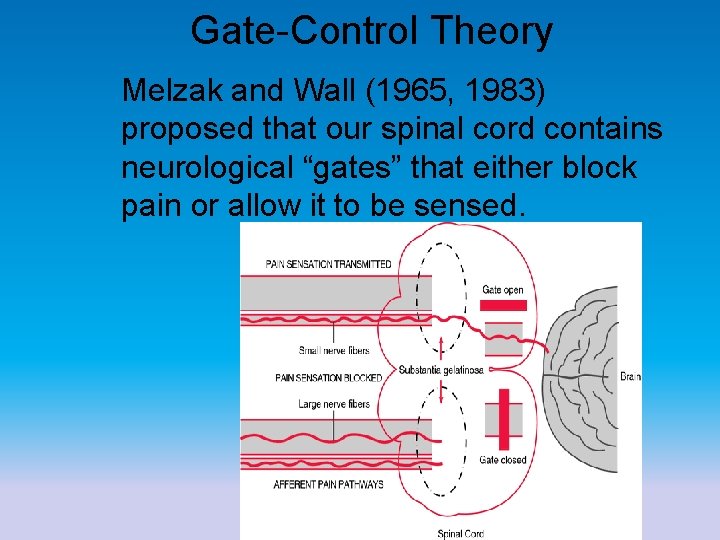 Gate-Control Theory Melzak and Wall (1965, 1983) proposed that our spinal cord contains neurological