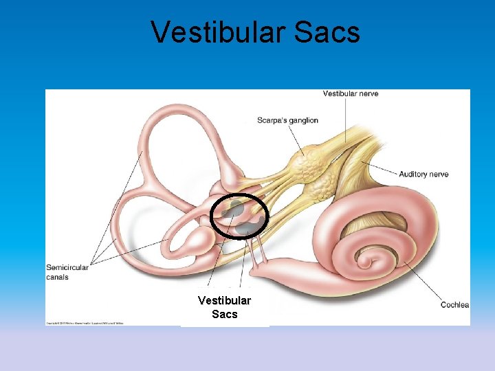 Vestibular Sacs 