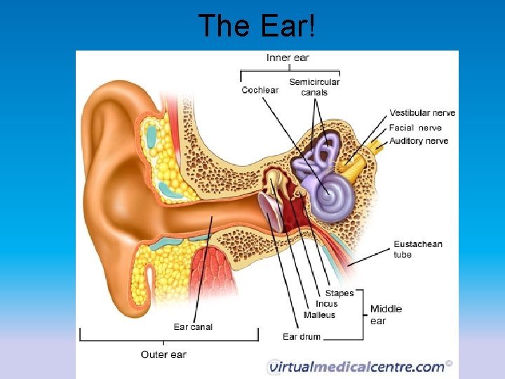 The Ear! 