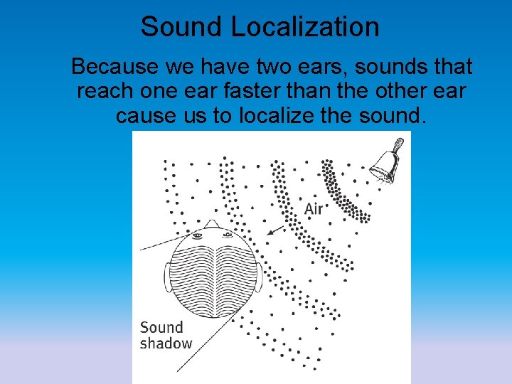 Sound Localization Because we have two ears, sounds that reach one ear faster than