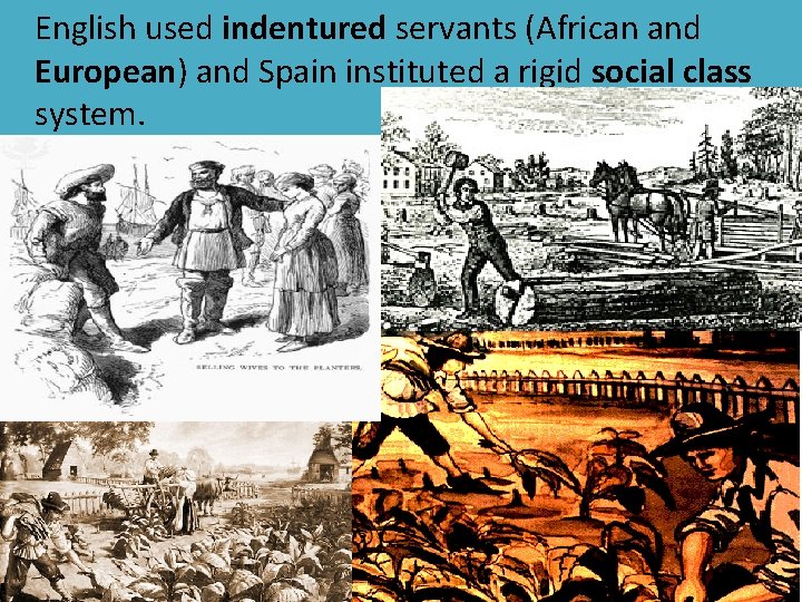 English used indentured servants (African and European) and Spain instituted a rigid social class