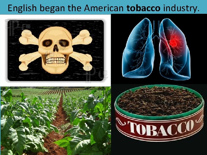 English began the American tobacco industry. 