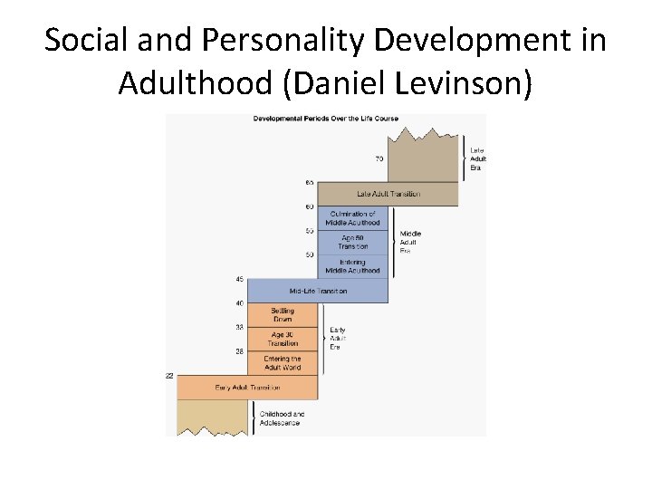 Social and Personality Development in Adulthood (Daniel Levinson) 