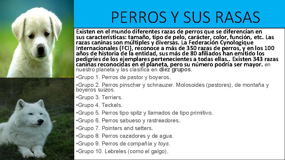 PERROS Y SUS RASAS Existen en el mundo diferentes razas de perros que se PERROS Y SUS RASAS Existen en el mundo diferentes razas de perros que se