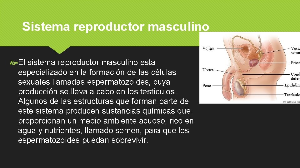 Sistema reproductor masculino El sistema reproductor masculino esta especializado en la formación de las