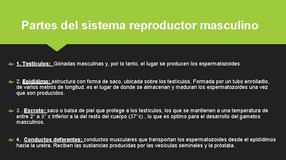 Partes del sistema reproductor masculino 1. Testículos: Gónadas masculinas y, por lo tanto, el