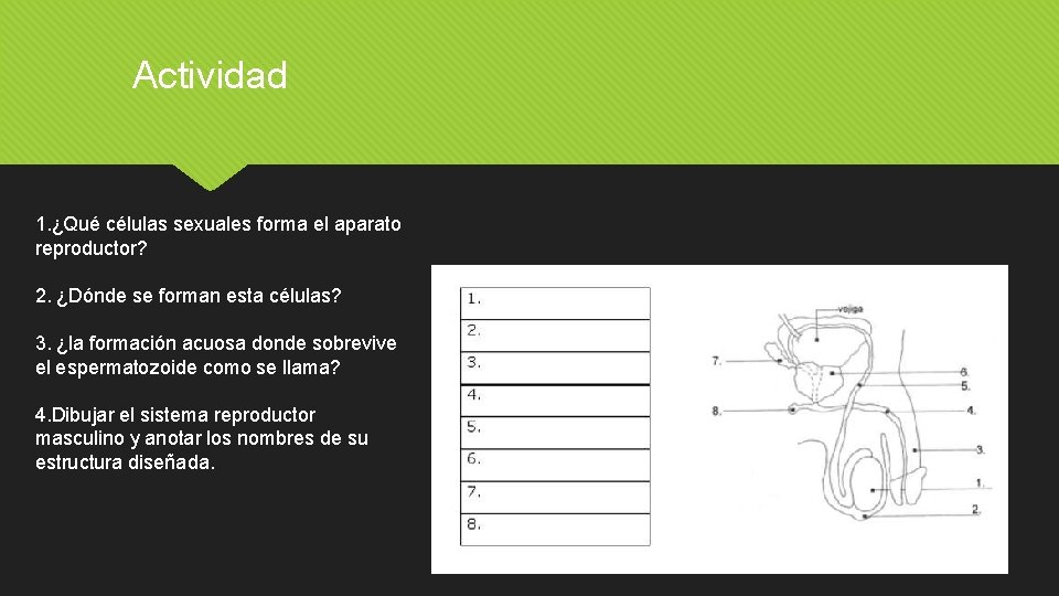 Actividad 1. ¿Qué células sexuales forma el aparato reproductor? 2. ¿Dónde se forman esta