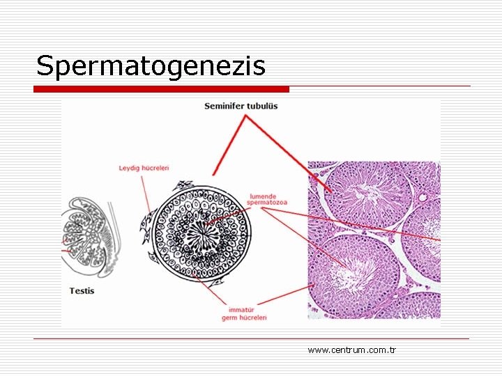 Spermatogenezis www. centrum. com. tr 