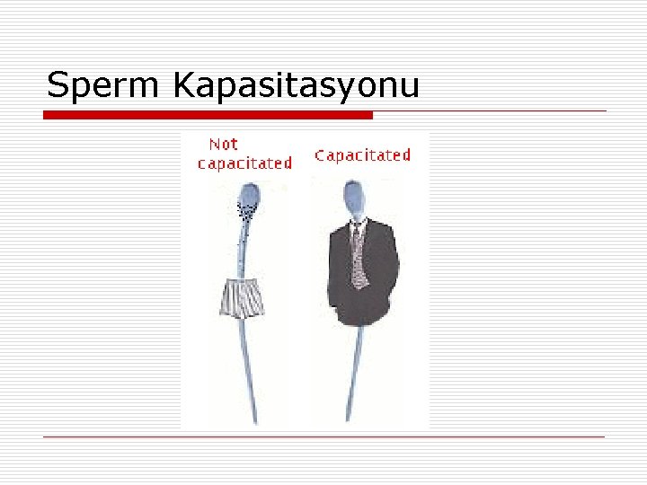 Sperm Kapasitasyonu 