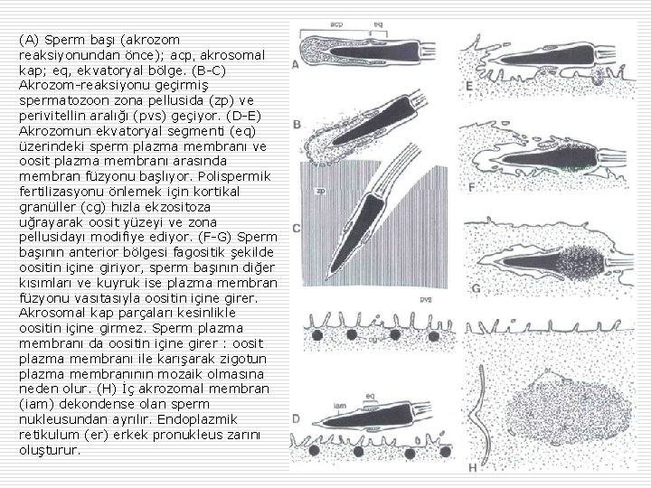 (A) Sperm başı (akrozom reaksiyonundan önce); acp, akrosomal kap; eq, ekvatoryal bölge. (B-C) Akrozom-reaksiyonu