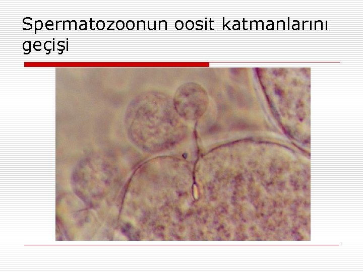 Spermatozoonun oosit katmanlarını geçişi 