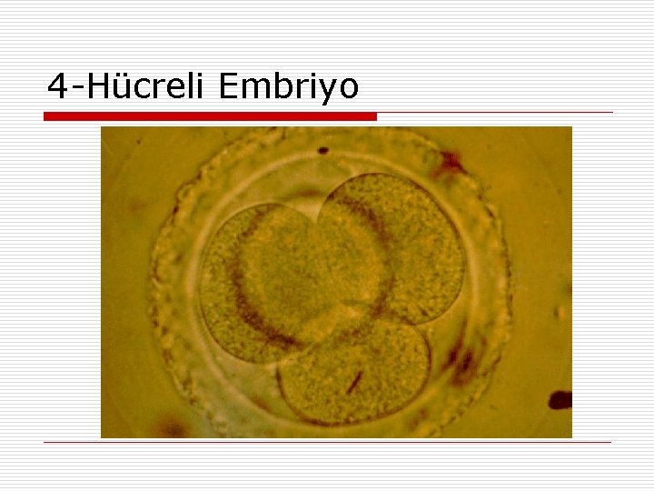 4 -Hücreli Embriyo 