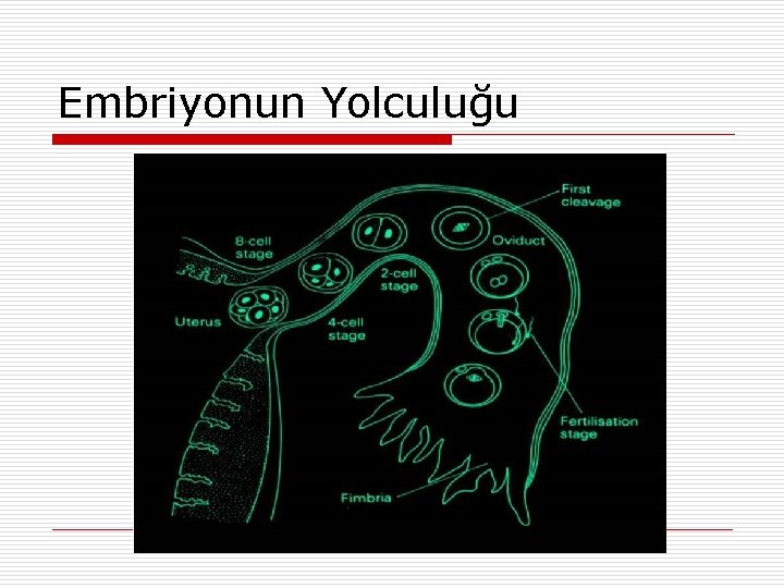 Embriyonun Yolculuğu 