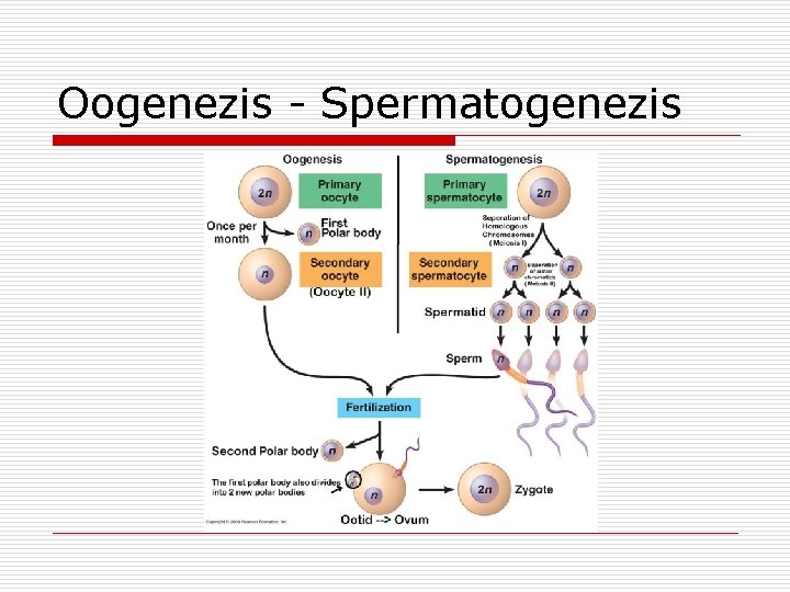 Oogenezis - Spermatogenezis 