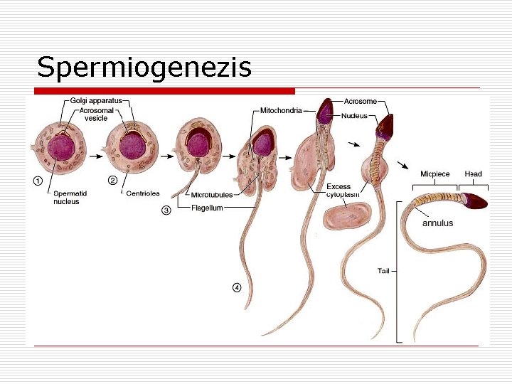 Spermiogenezis 
