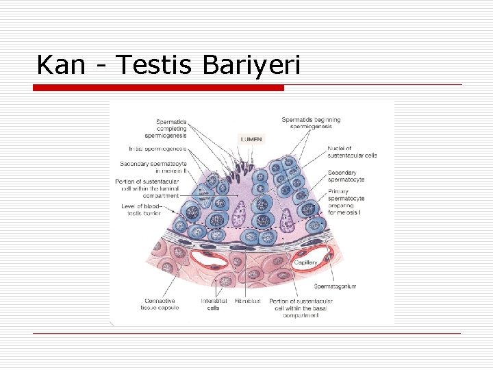 Kan - Testis Bariyeri 