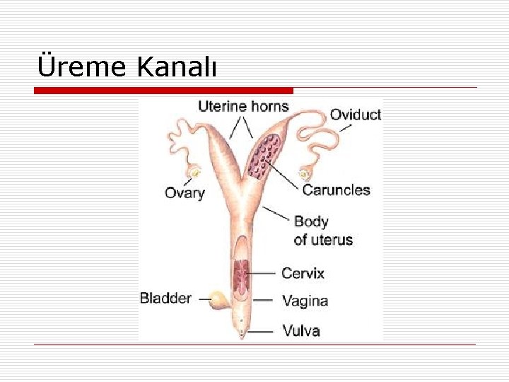 Üreme Kanalı 