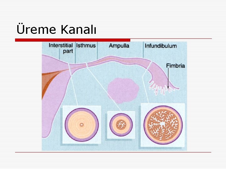 Üreme Kanalı 