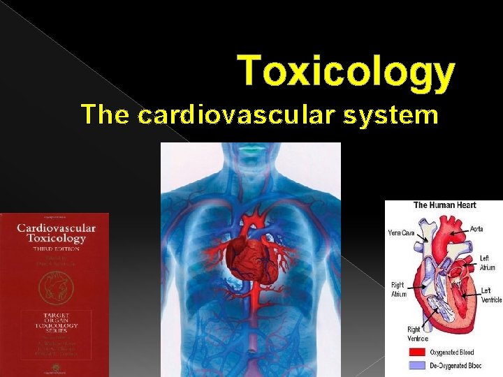 Toxicology The cardiovascular system 