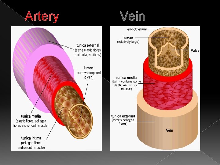 Artery Vein 
