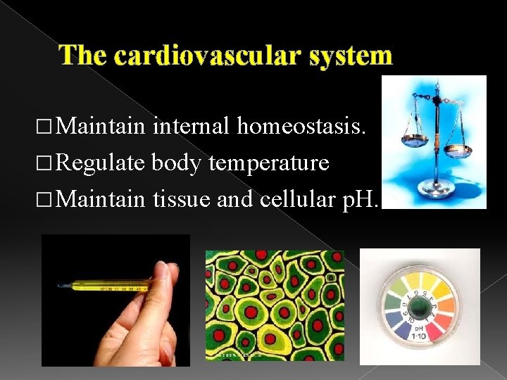 The cardiovascular system � Maintain internal homeostasis. � Regulate body temperature � Maintain tissue