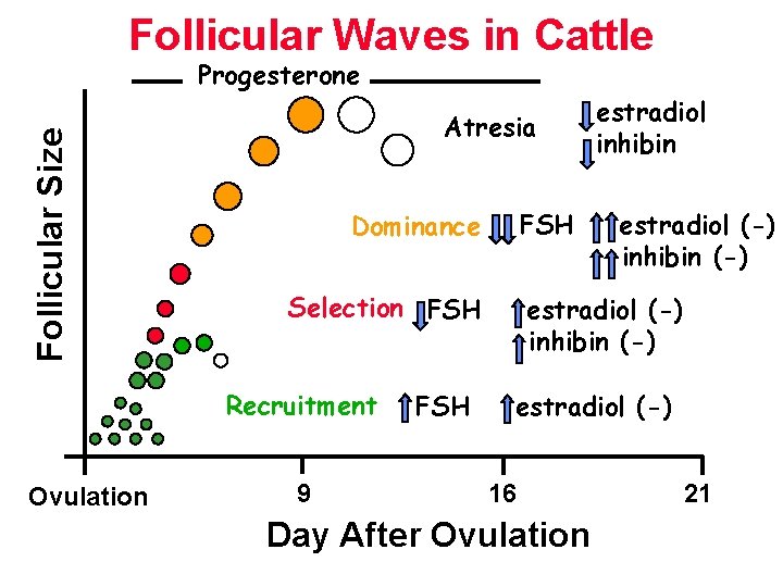 Follicular Waves in Cattle Follicular Size Progesterone Atresia Selection FSH Recruitment Ovulation FSH Dominance