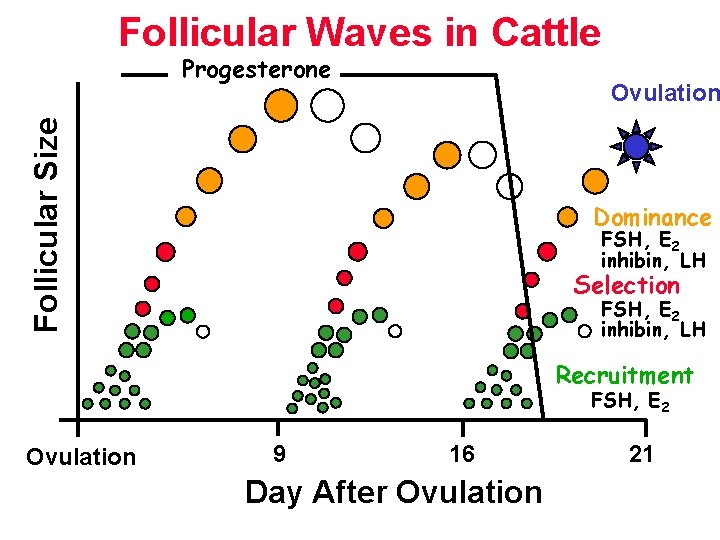 Follicular Waves in Cattle Progesterone Follicular Size Ovulation Dominance FSH, E 2 inhibin, LH