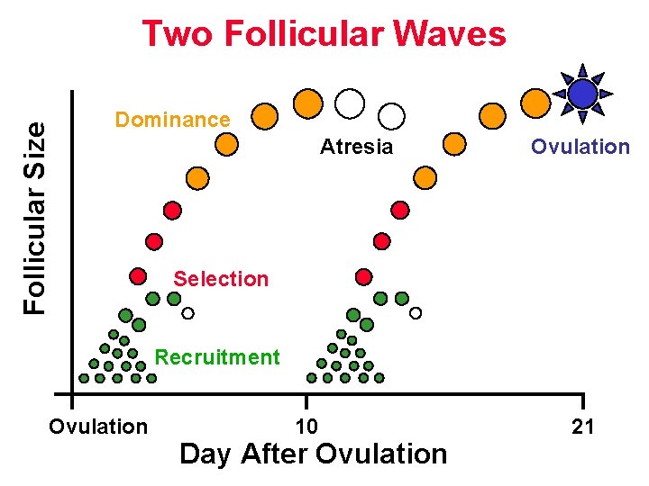 Follicular Size Two Follicular Waves Dominance Atresia Ovulation Selection Recruitment Ovulation 10 Day After