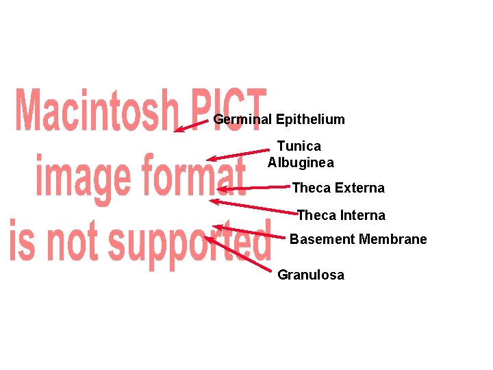 Germinal Epithelium Tunica Albuginea Theca Externa Theca Interna Basement Membrane Granulosa 