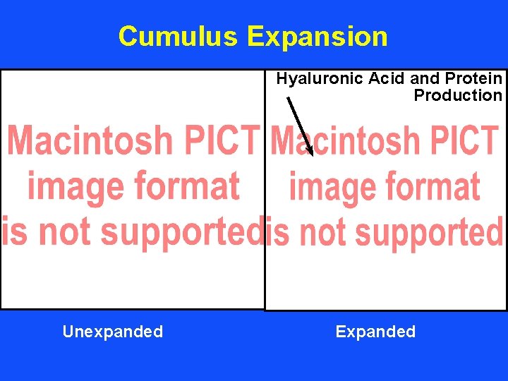 Cumulus Expansion Hyaluronic Acid and Protein Production Unexpanded Expanded 